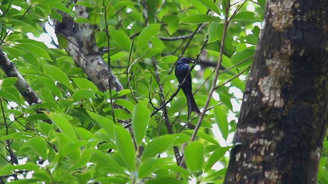 Bronzed Drongo - ML453486501