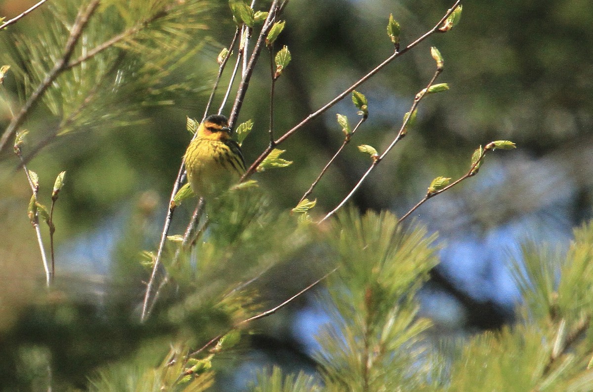 Cape May Warbler - ML453486811