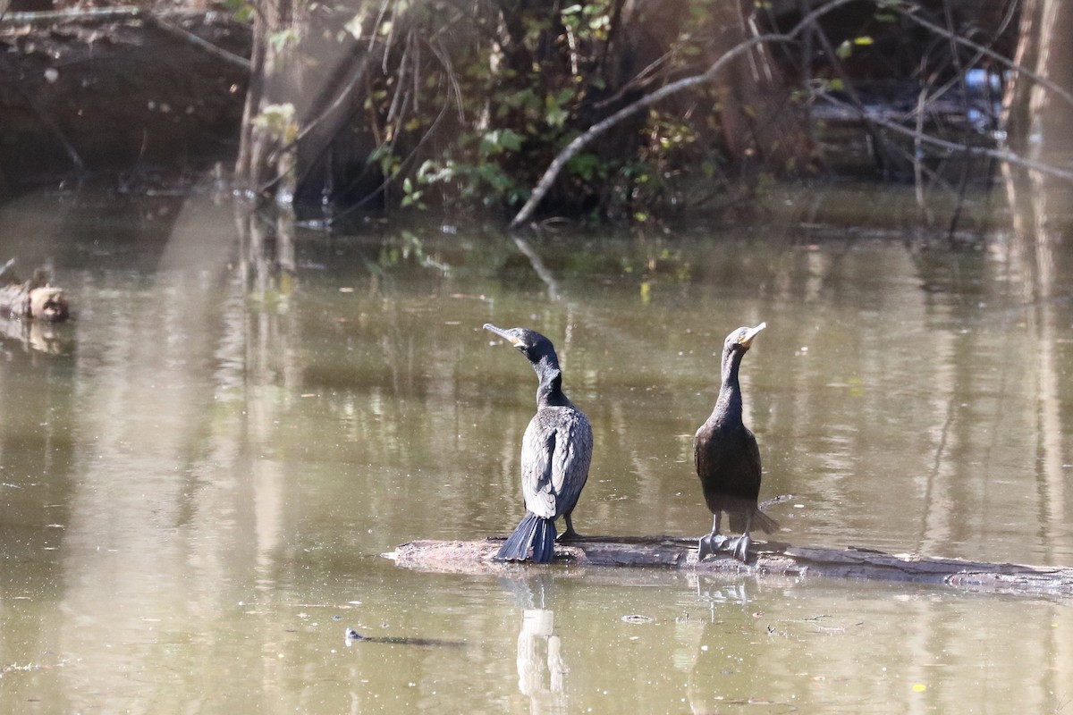 Neotropic Cormorant - Sandi Templeton