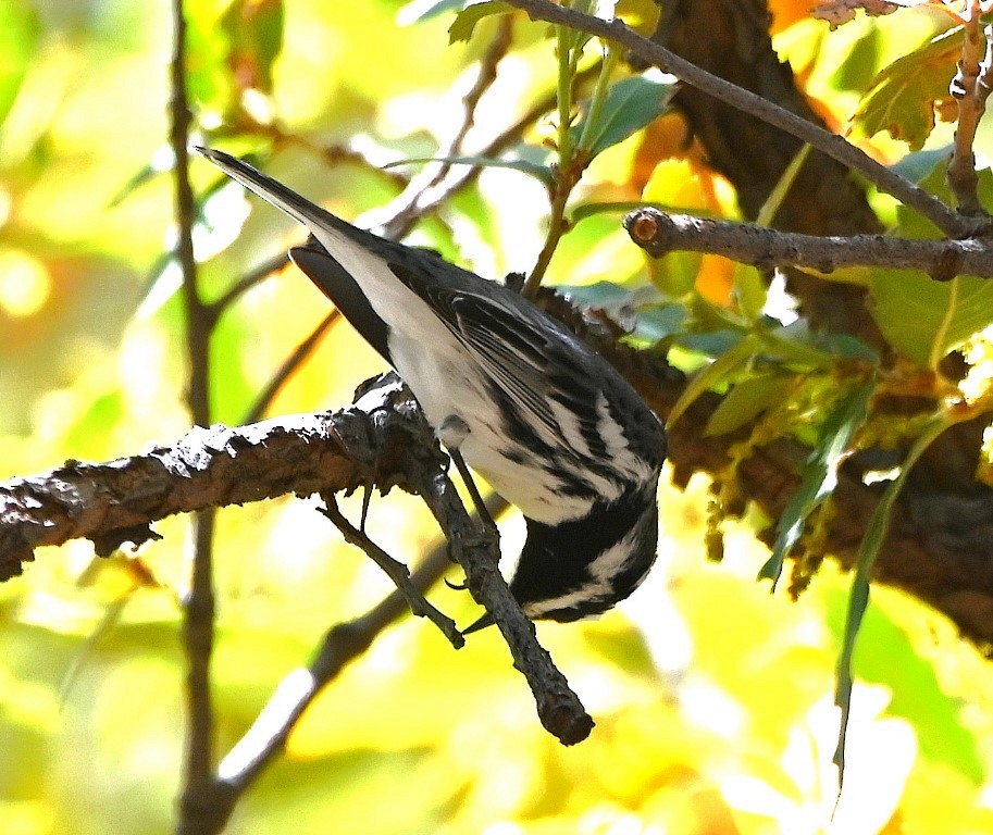 Black-throated Gray Warbler - ML453488041