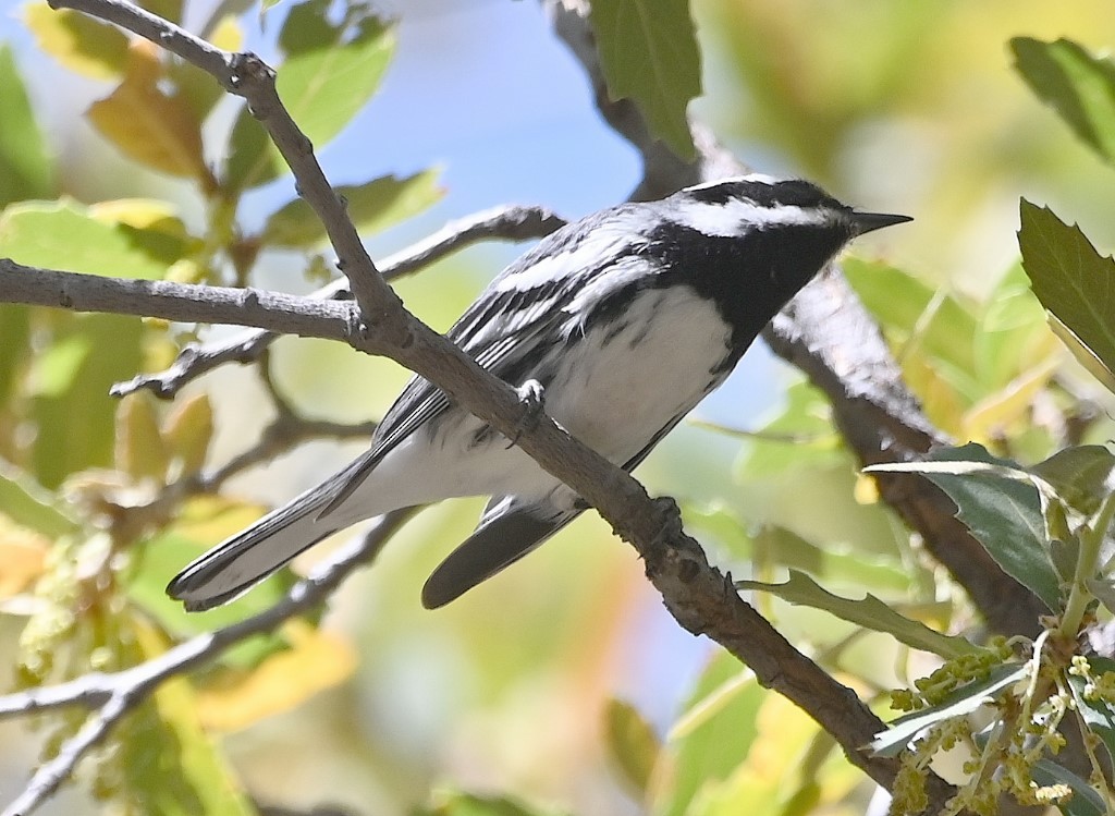 Black-throated Gray Warbler - ML453488051