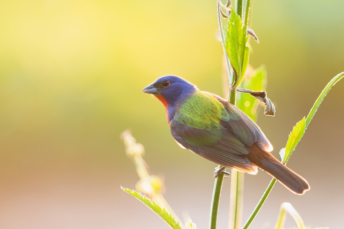 Painted Bunting - ML453488371