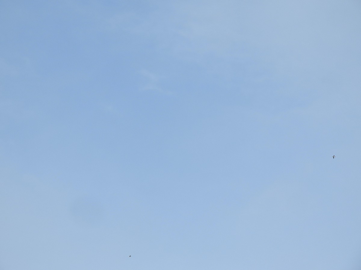 Common Loon - ML453489091
