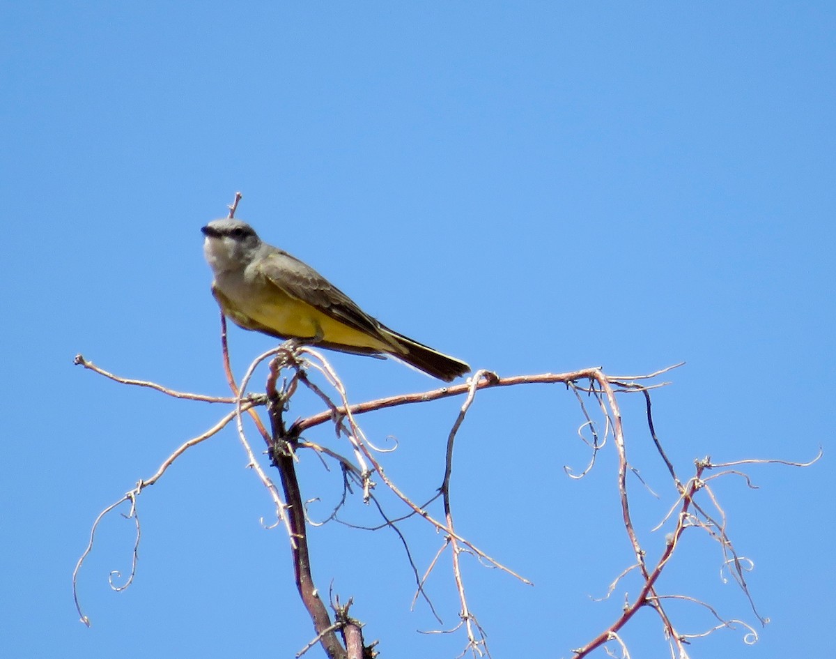 Western Kingbird - ML453489101