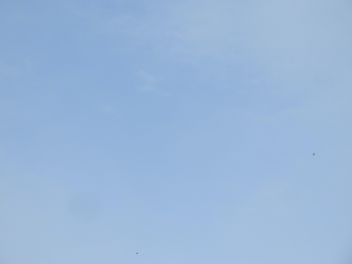 Common Loon - ML453489111