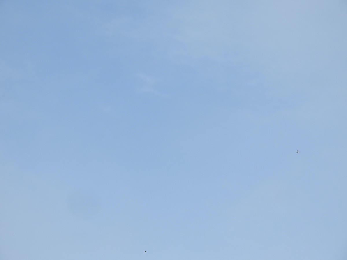 Common Loon - ML453489121