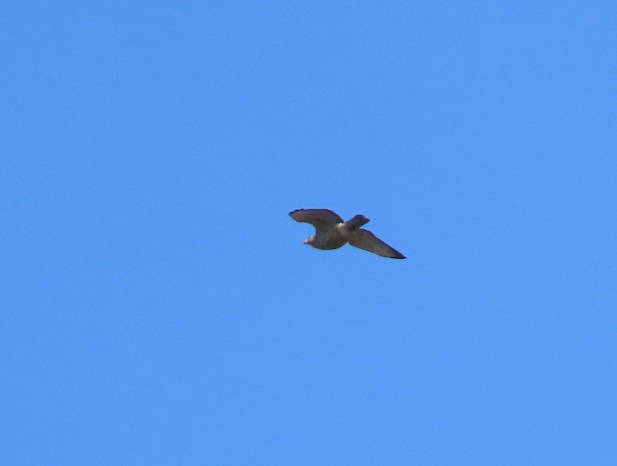 Broad-winged Hawk - ML453489731