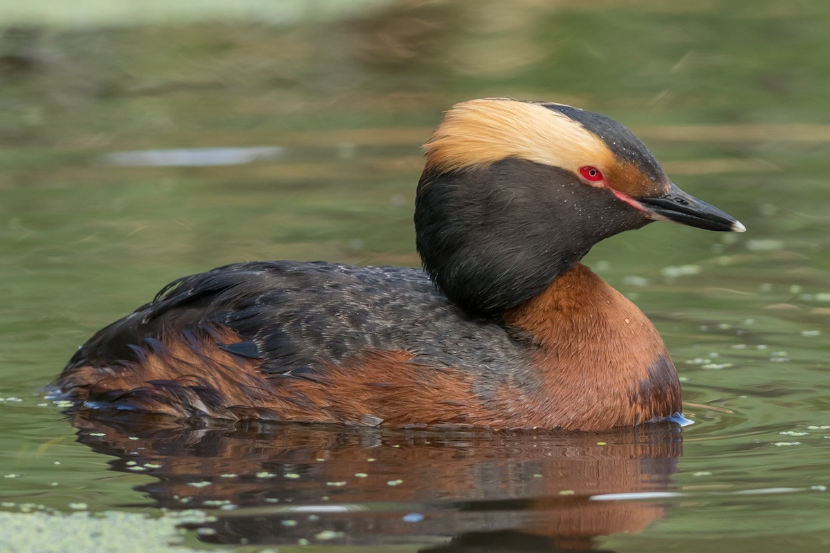 Horned Grebe - ML45349051