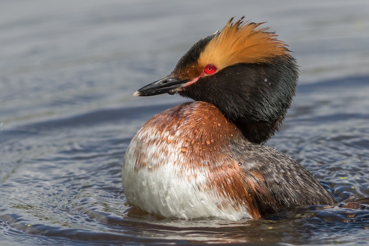 Horned Grebe - ML45349061