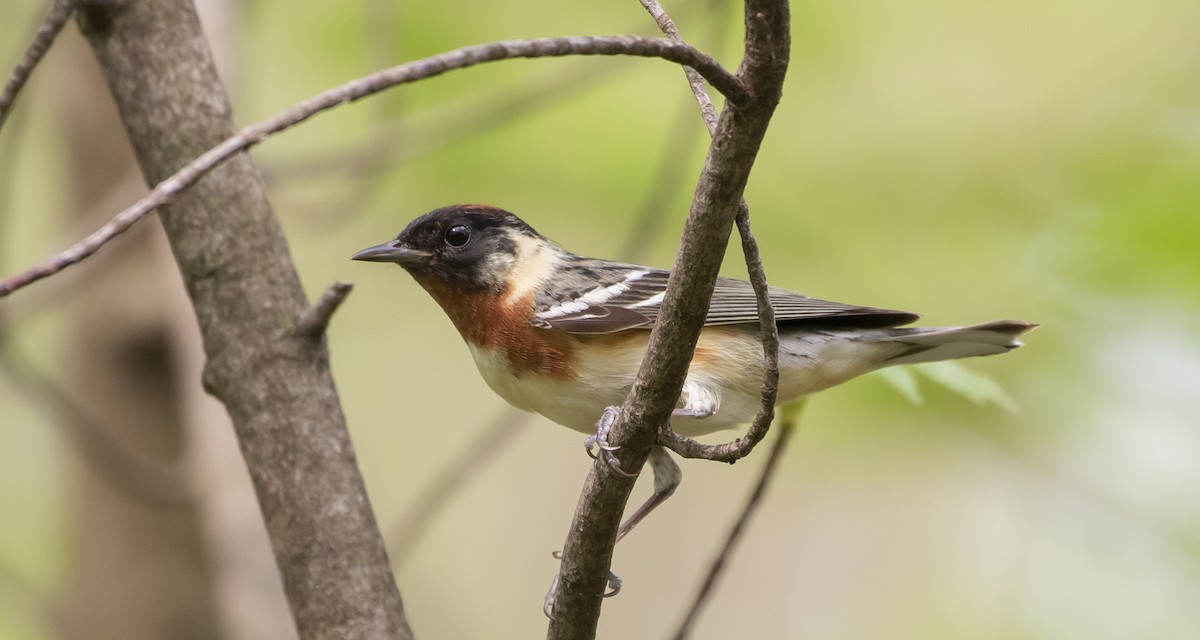 Bay-breasted Warbler - ML453491241