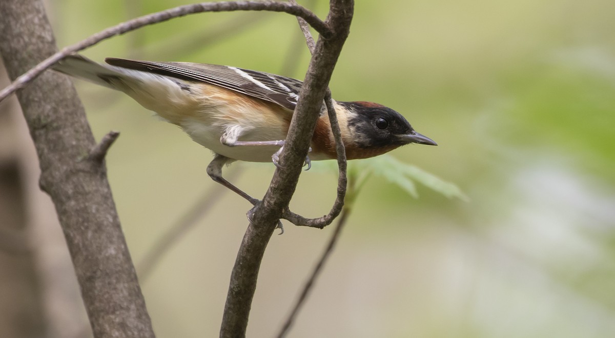 Bay-breasted Warbler - ML453491261