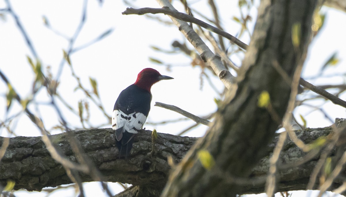 Red-headed Woodpecker - Caleb Putnam