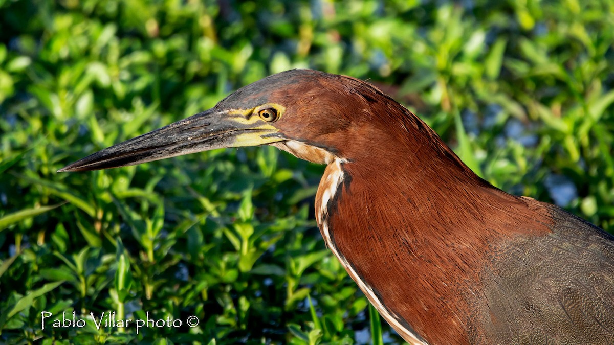 Rufescent Tiger-Heron - Pablo Villar