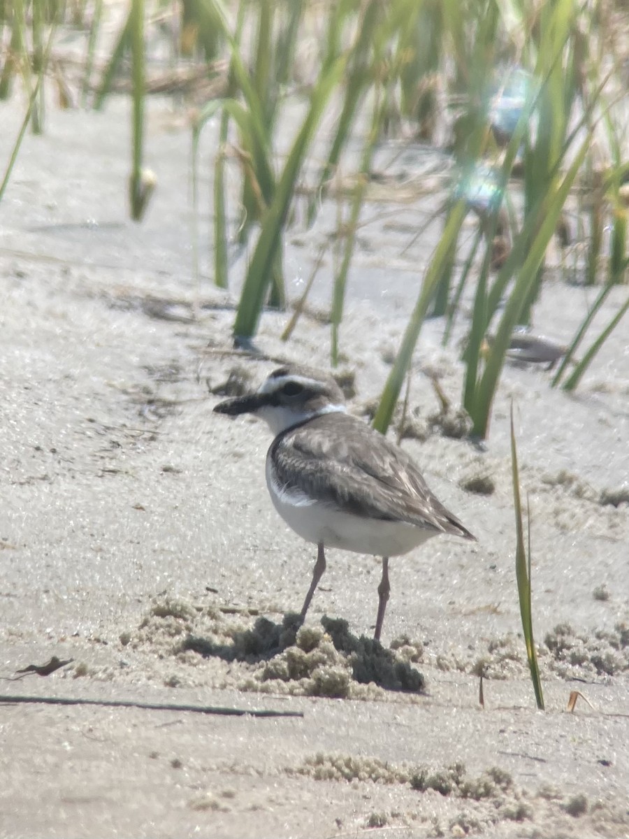 Wilson's Plover - ML453492881