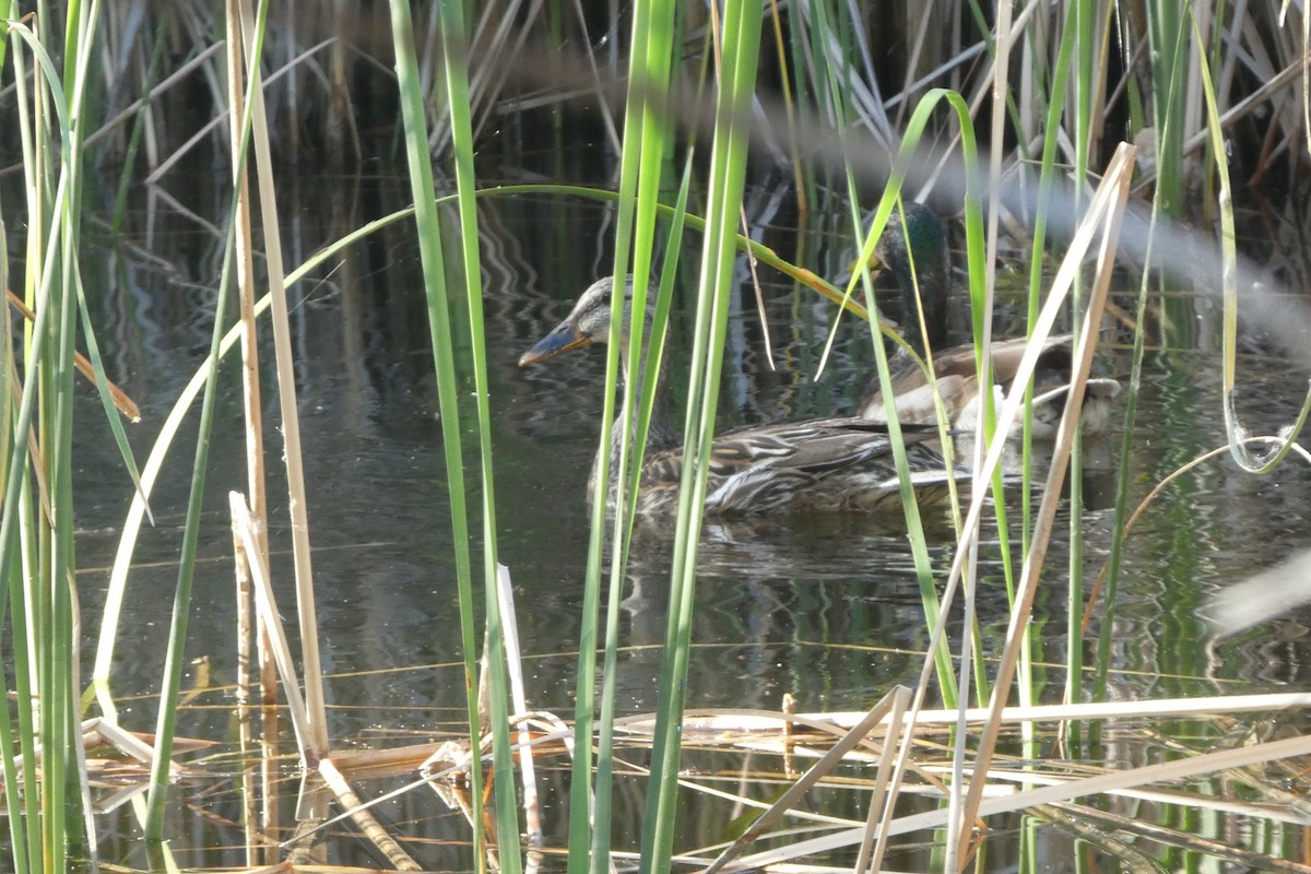 Mallard - Dennis Wolter