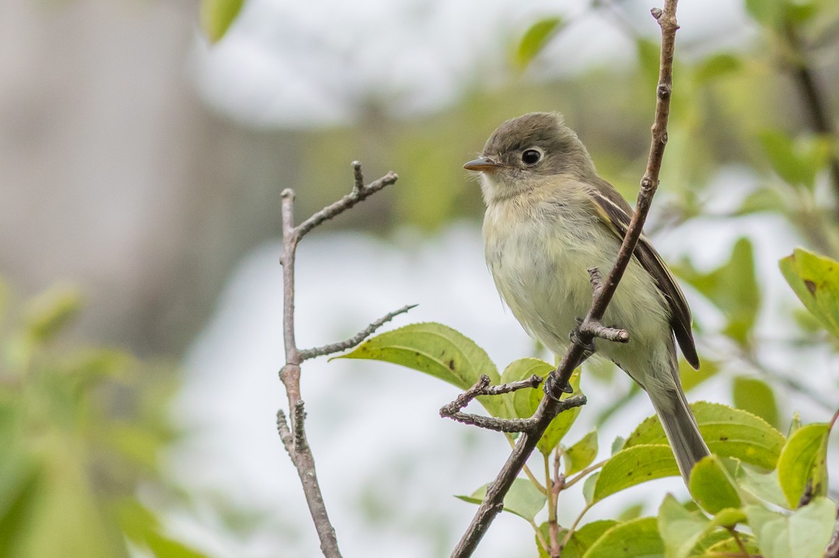 Least Flycatcher - Kyle Blaney
