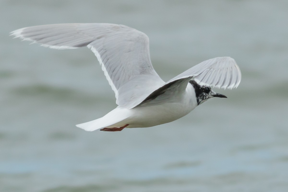 Little Gull - Kyle Blaney