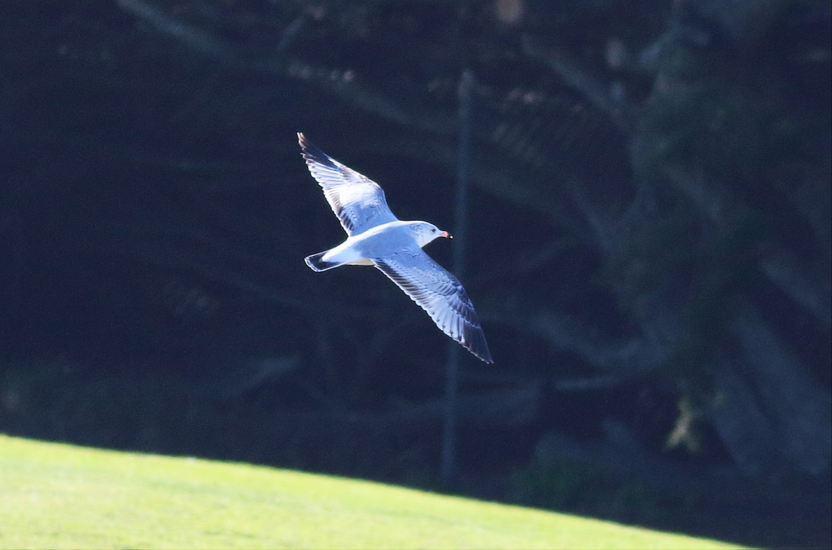 Ring-billed Gull - ML45350121