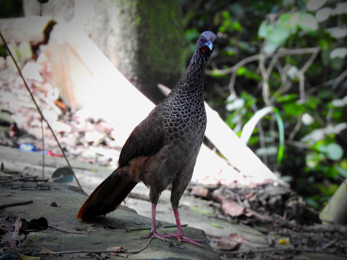 Colombian Chachalaca - ML453502491