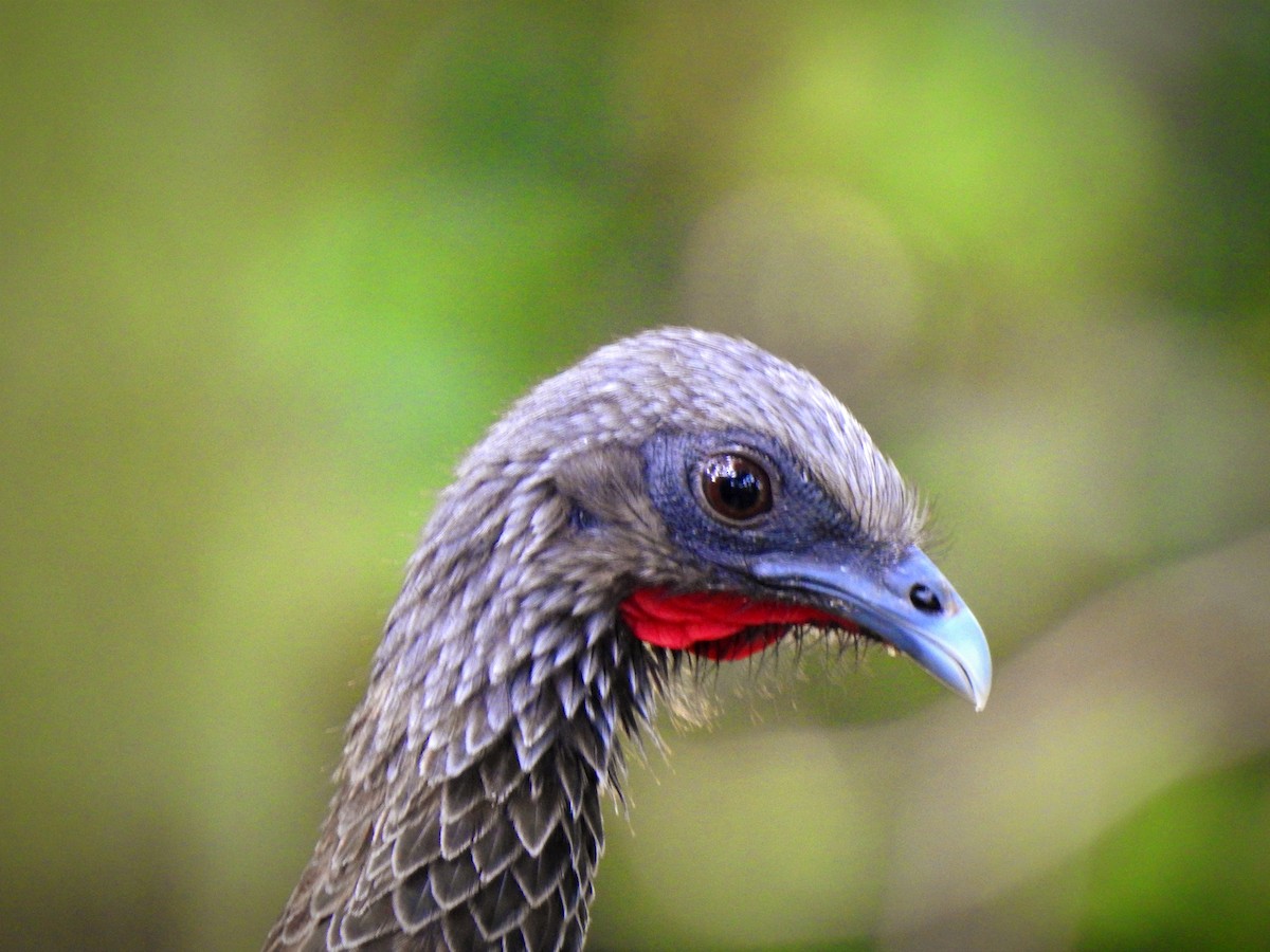 Colombian Chachalaca - ML453502531