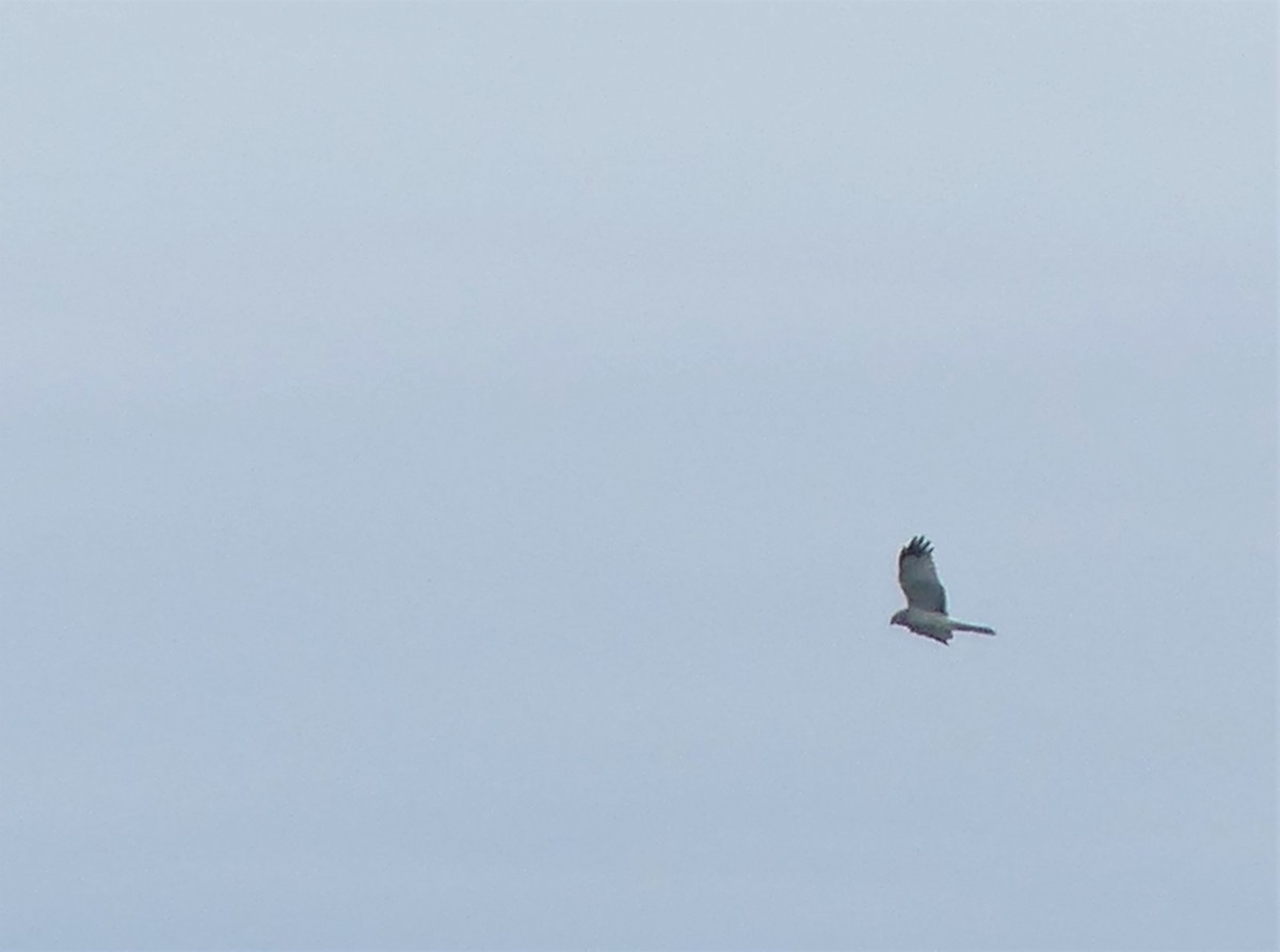 Northern Harrier - ML453503261
