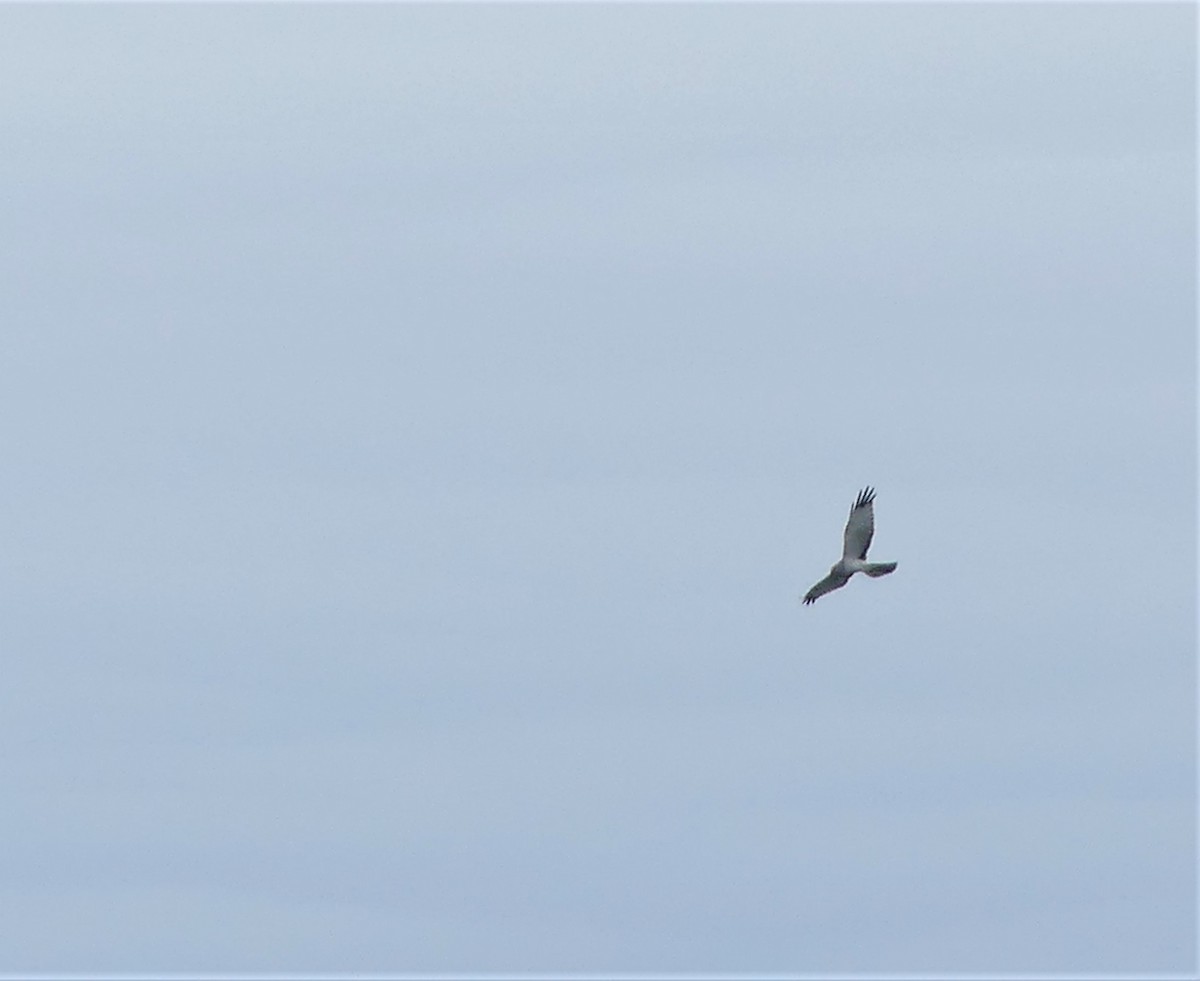 Northern Harrier - ML453503281