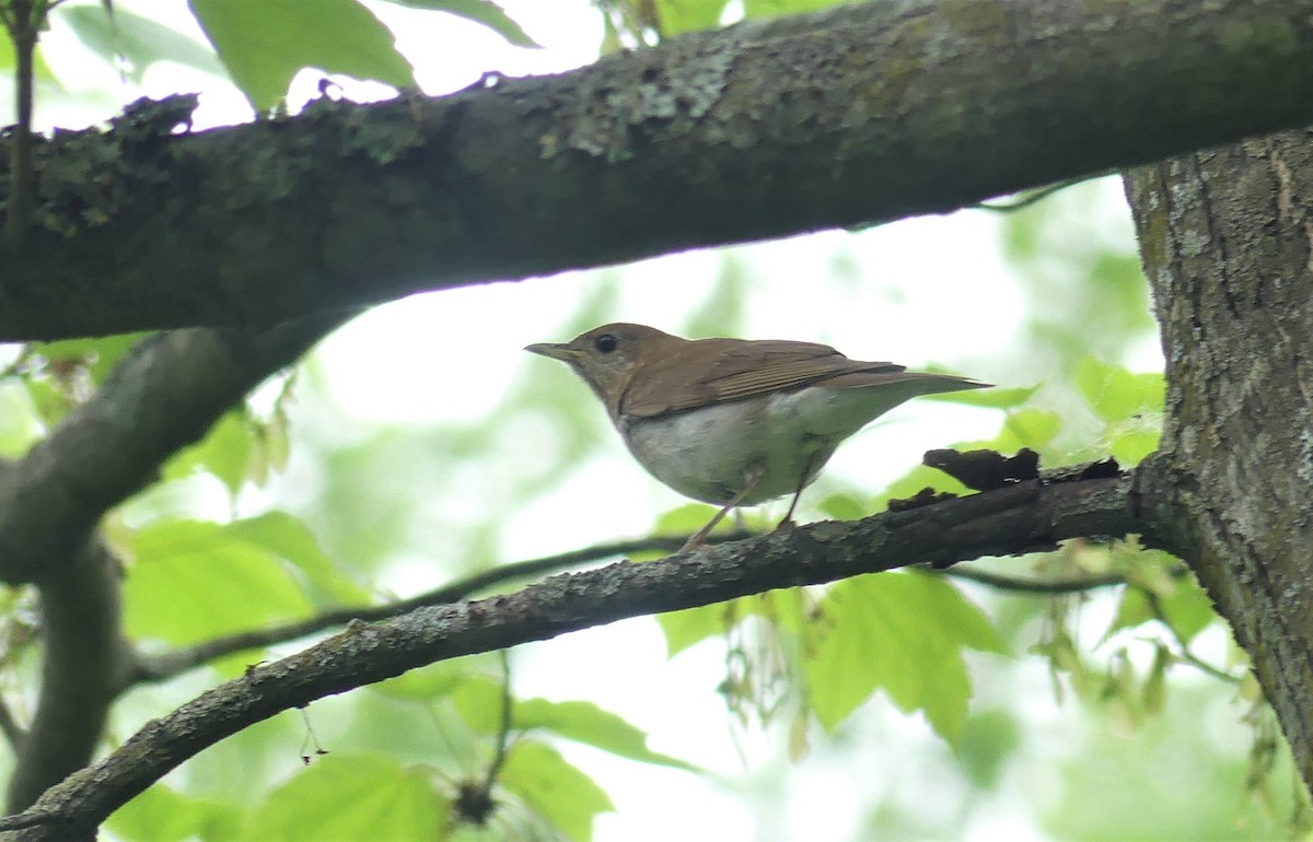 Veery - ML453503301
