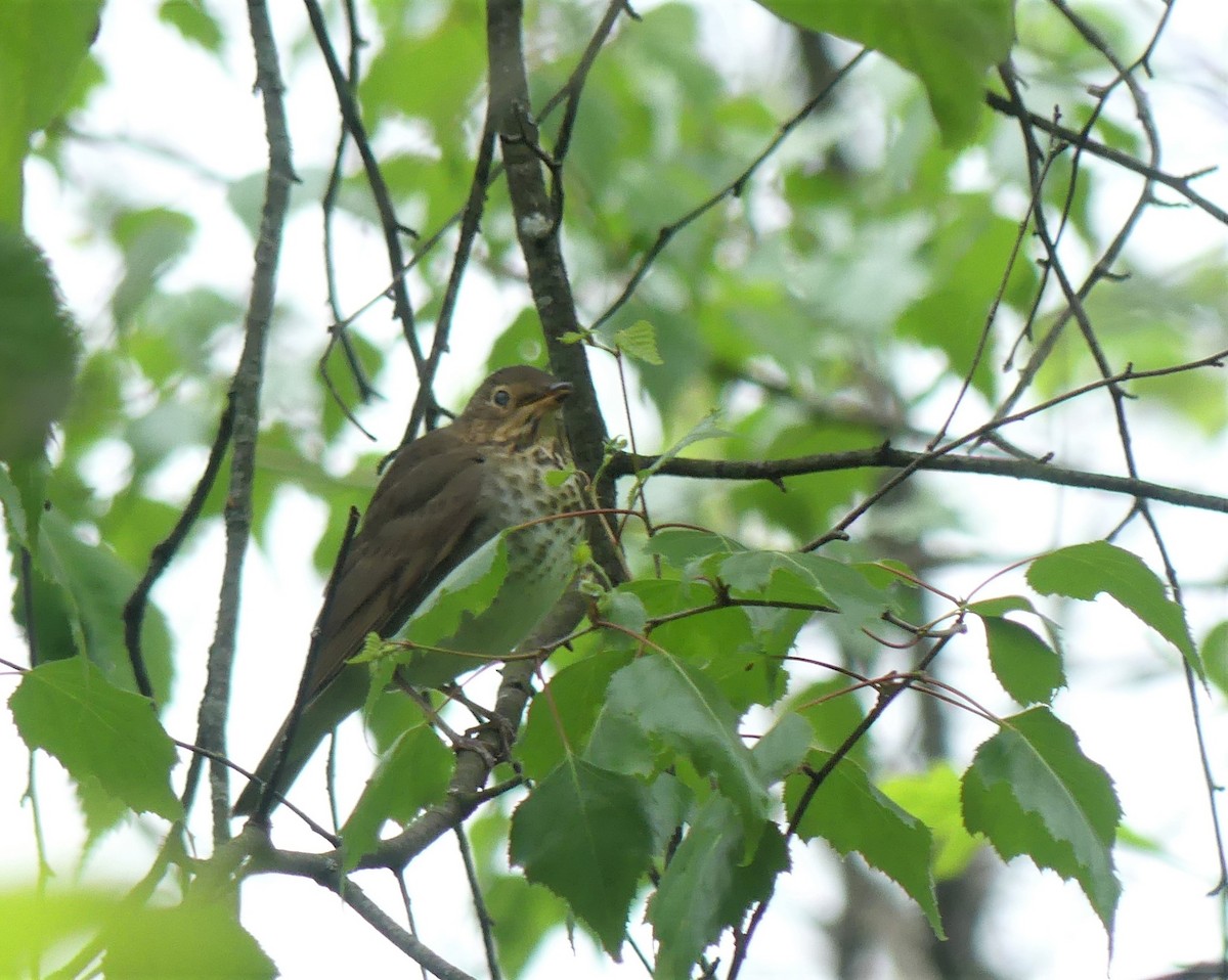Veery - ML453503311