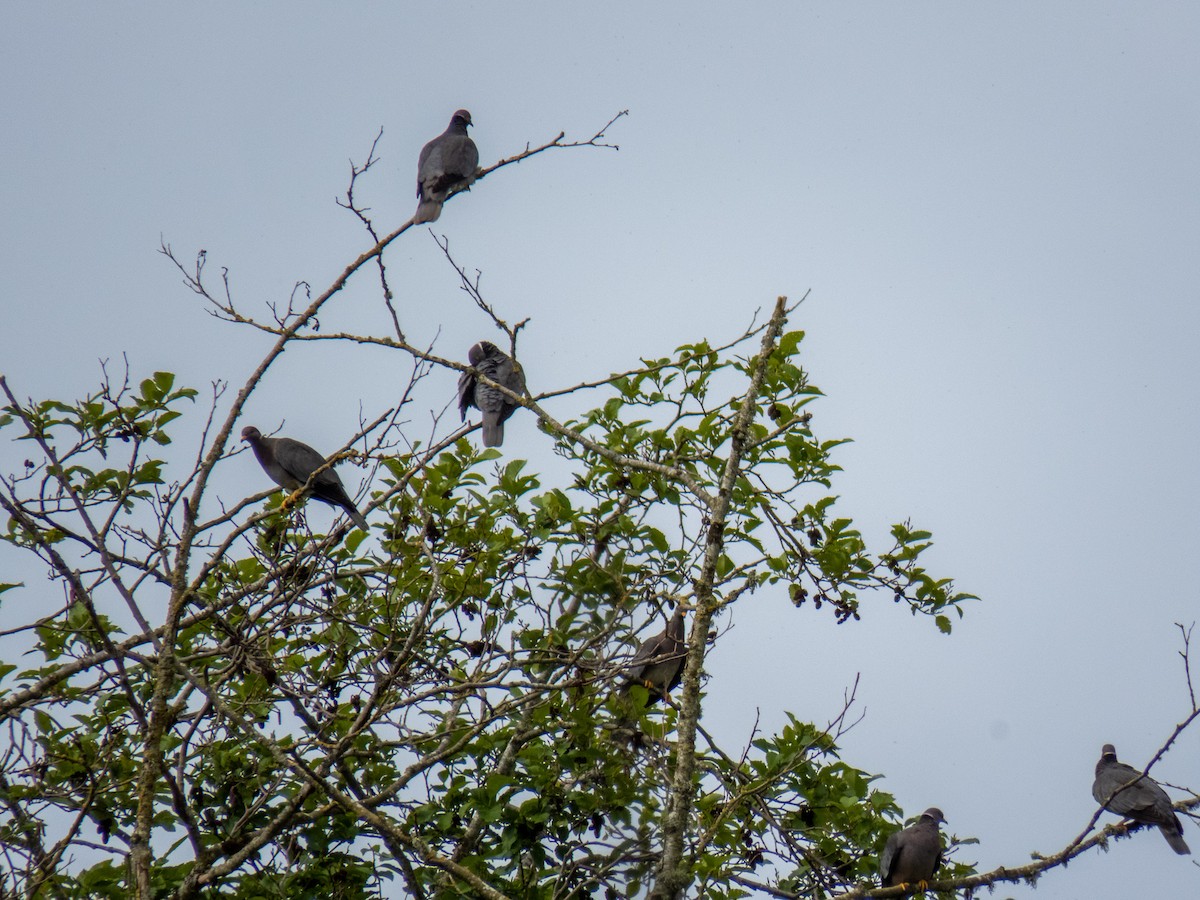 Band-tailed Pigeon - ML453503321