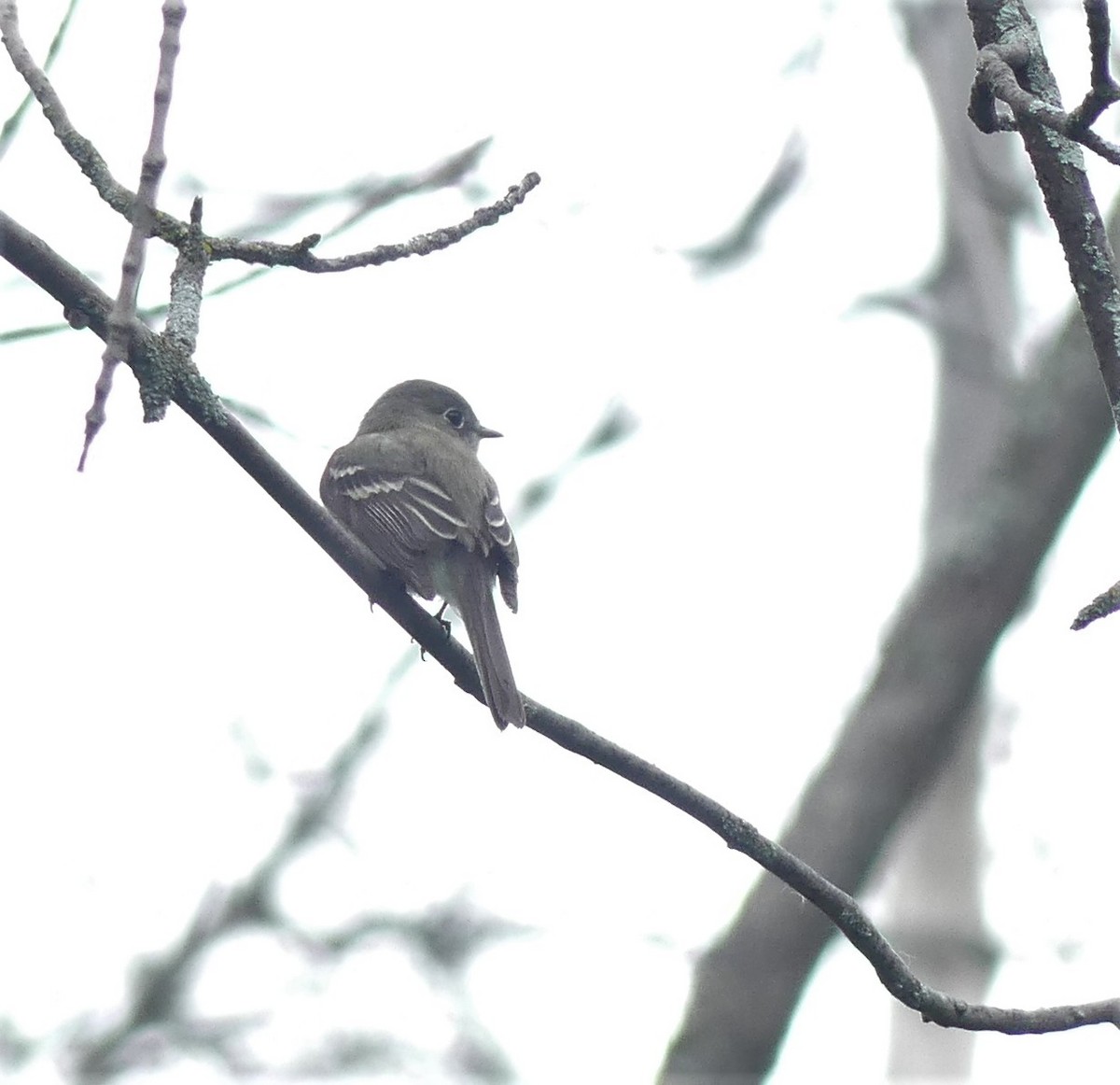 Least Flycatcher - ML453503361