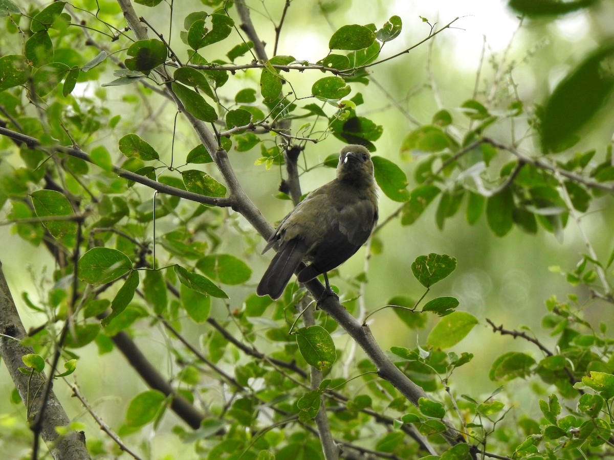 Palm Tanager - ML453503371