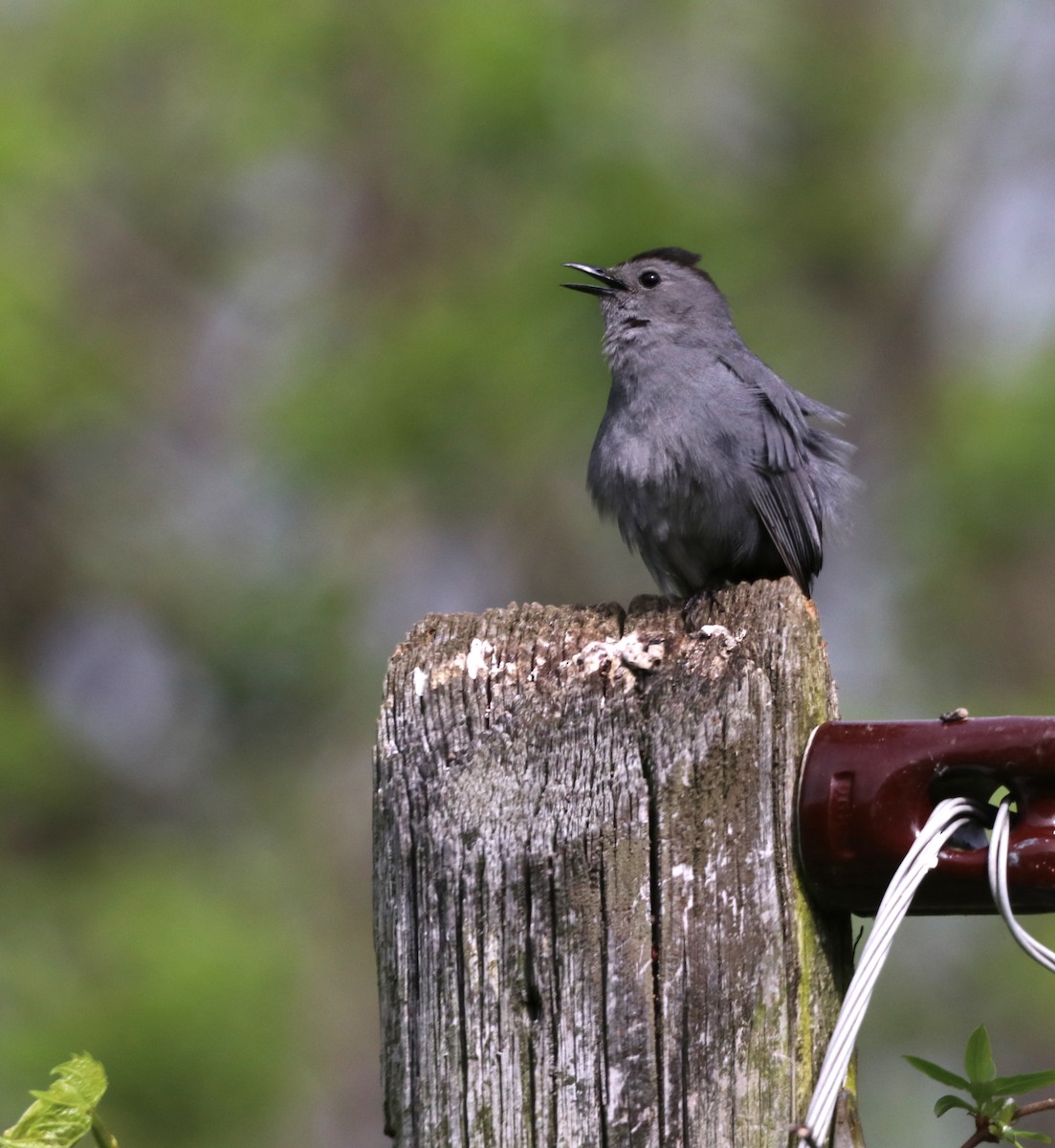 Gray Catbird - ML453504361