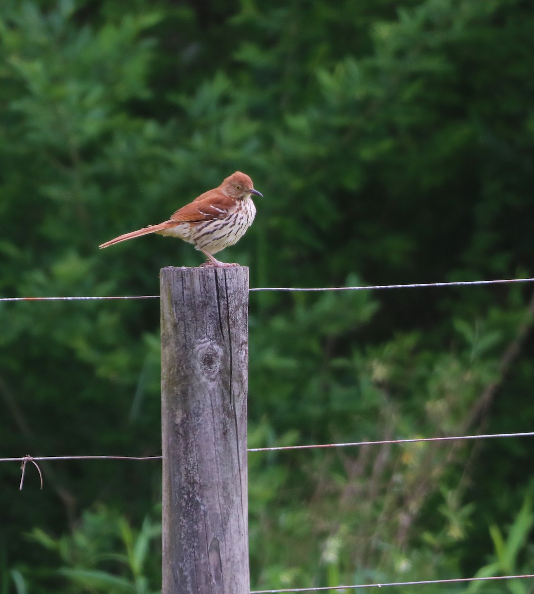 Brown Thrasher - ML453504521