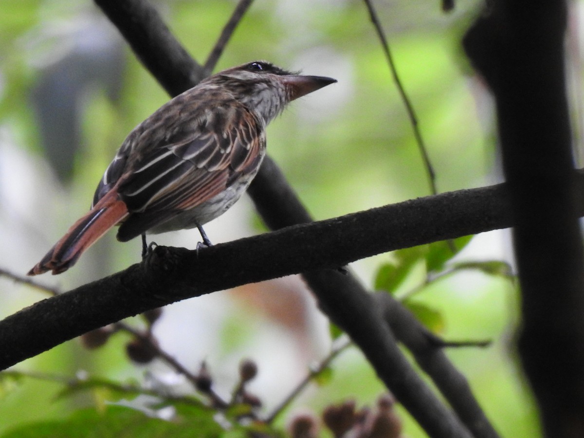 Streaked Flycatcher - ML453504711