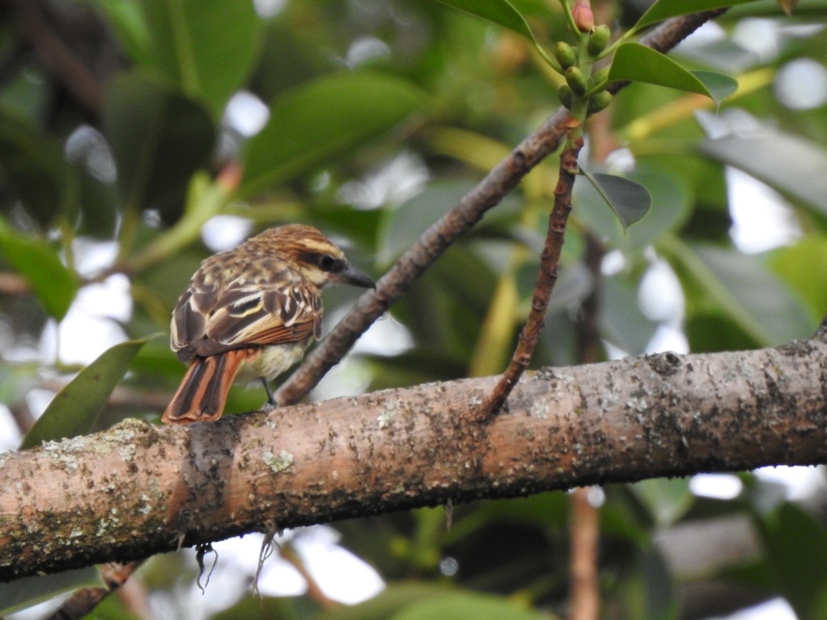 Streaked Flycatcher - ML453504721