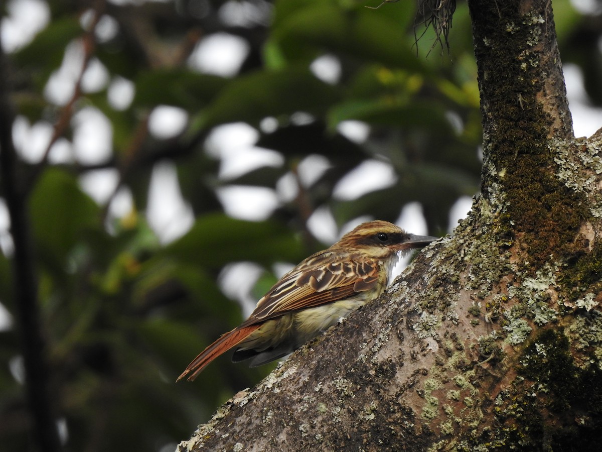 Streaked Flycatcher - ML453504771