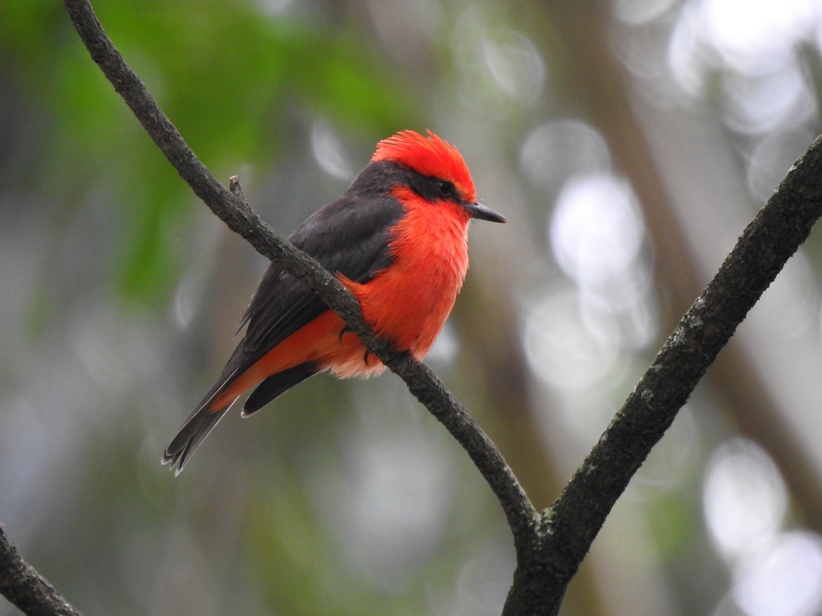 Vermilion Flycatcher - ML453505241