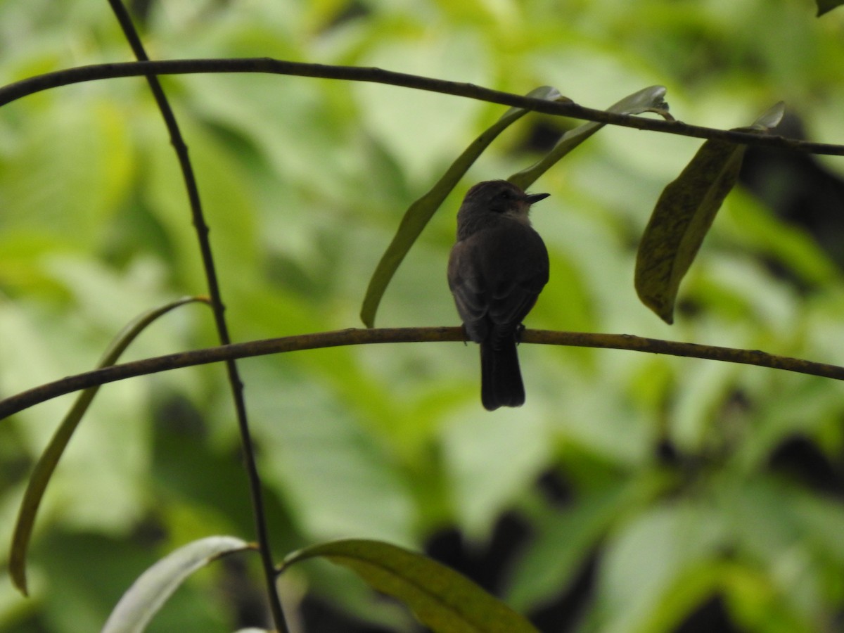 Vermilion Flycatcher - ML453505251