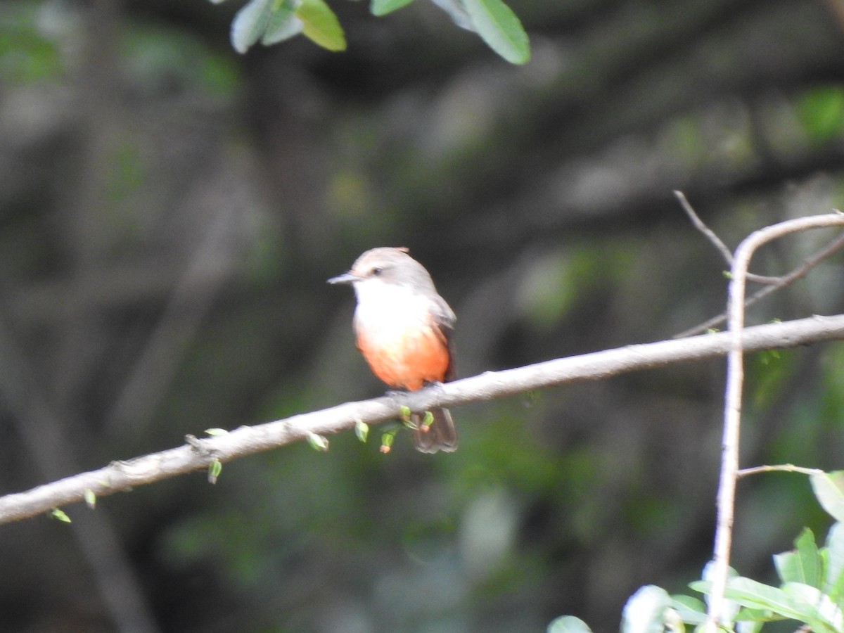 Vermilion Flycatcher - ML453505261