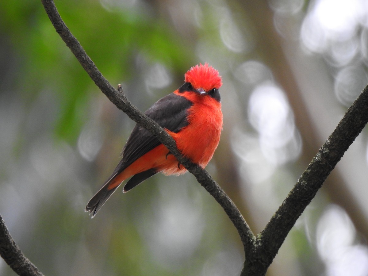 Vermilion Flycatcher - ML453505271