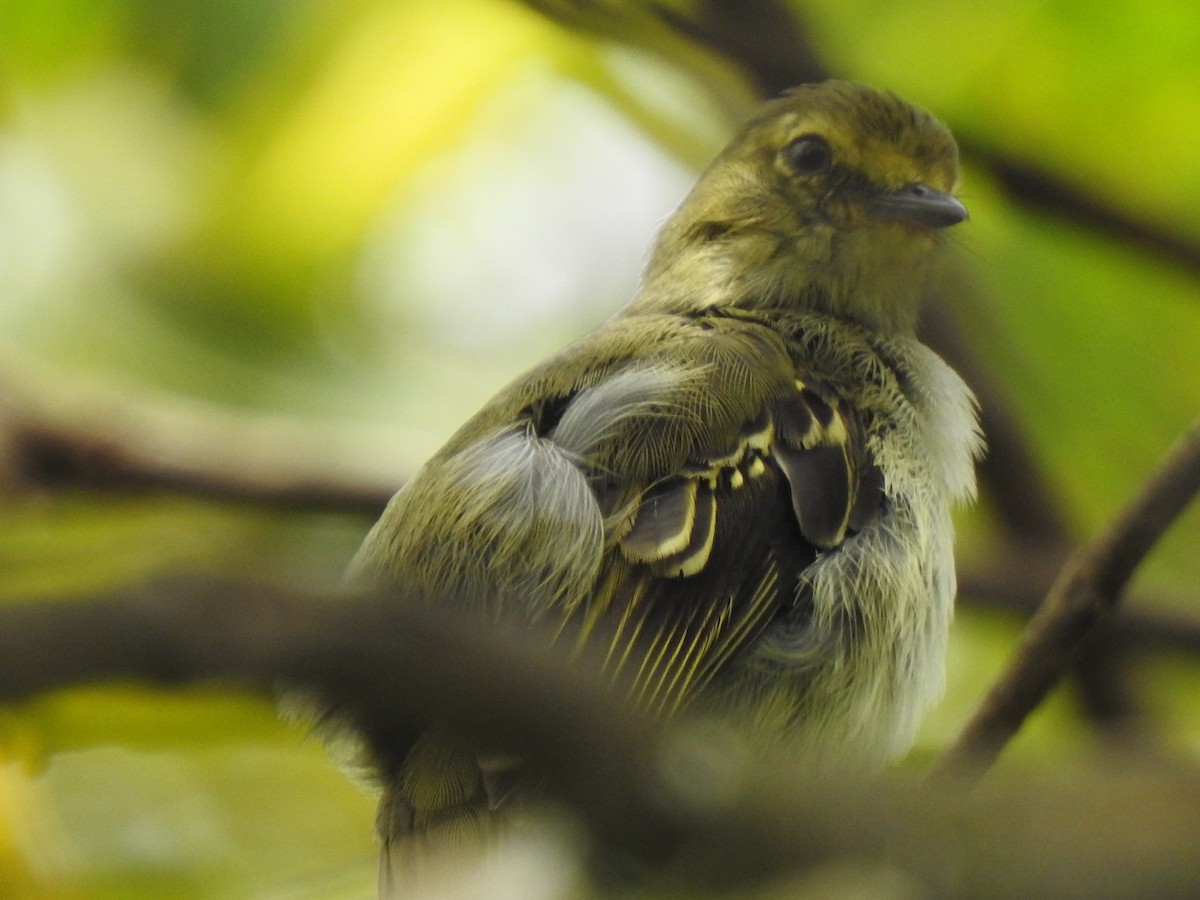 Golden-faced Tyrannulet - ML453505691