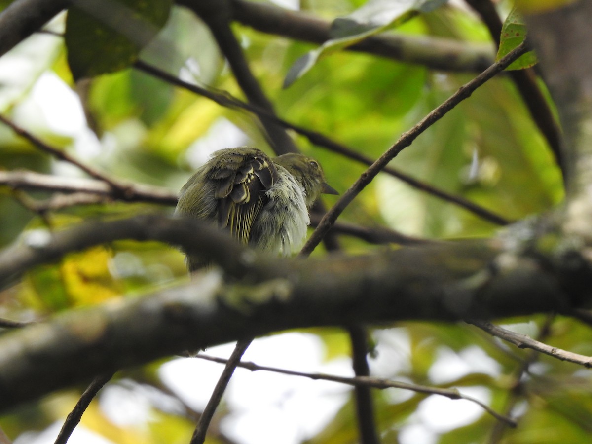 Golden-faced Tyrannulet - ML453505711