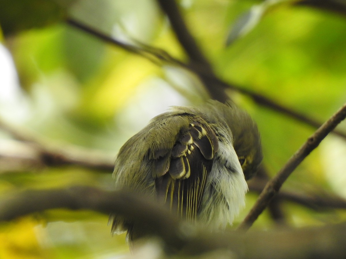 Golden-faced Tyrannulet - ML453505721