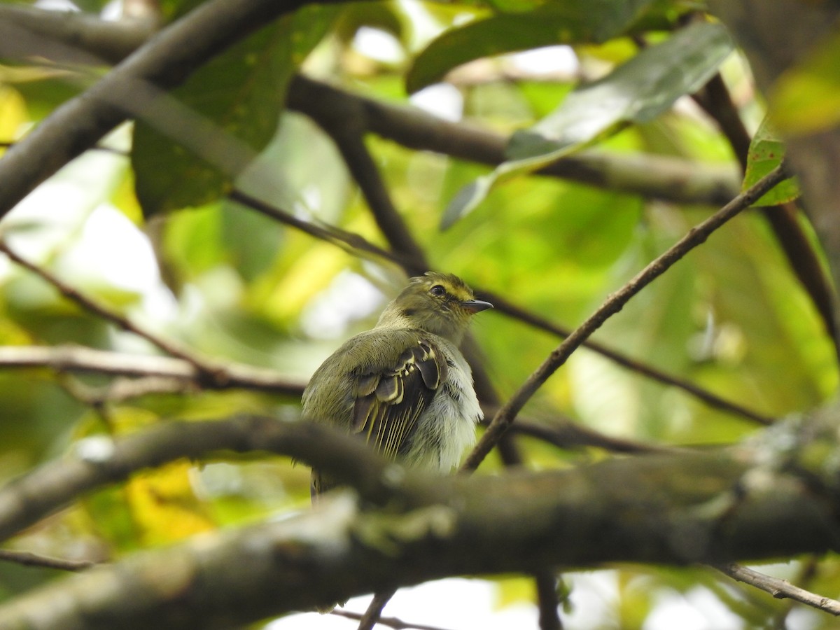 Golden-faced Tyrannulet - ML453505761