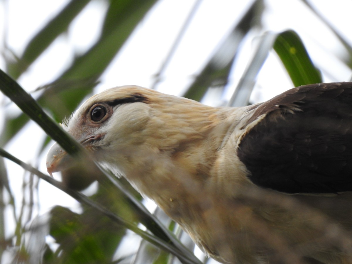 Yellow-headed Caracara - ML453506291