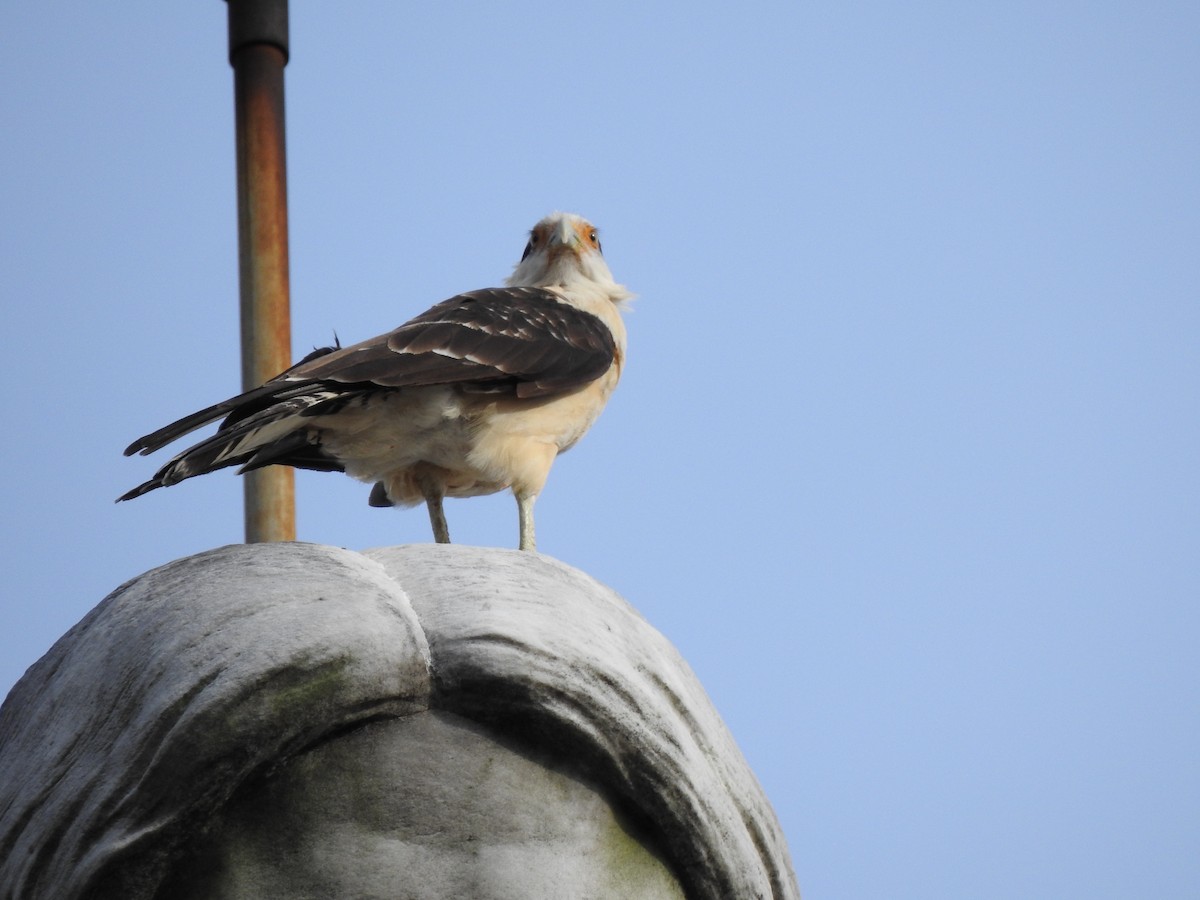 Yellow-headed Caracara - ML453506301