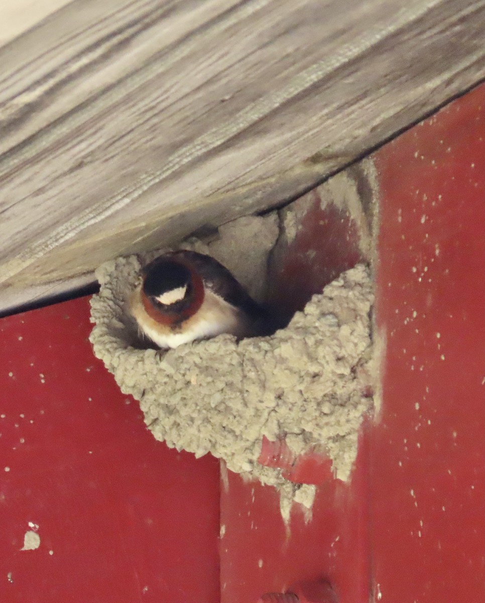 Cliff Swallow - ML453506521