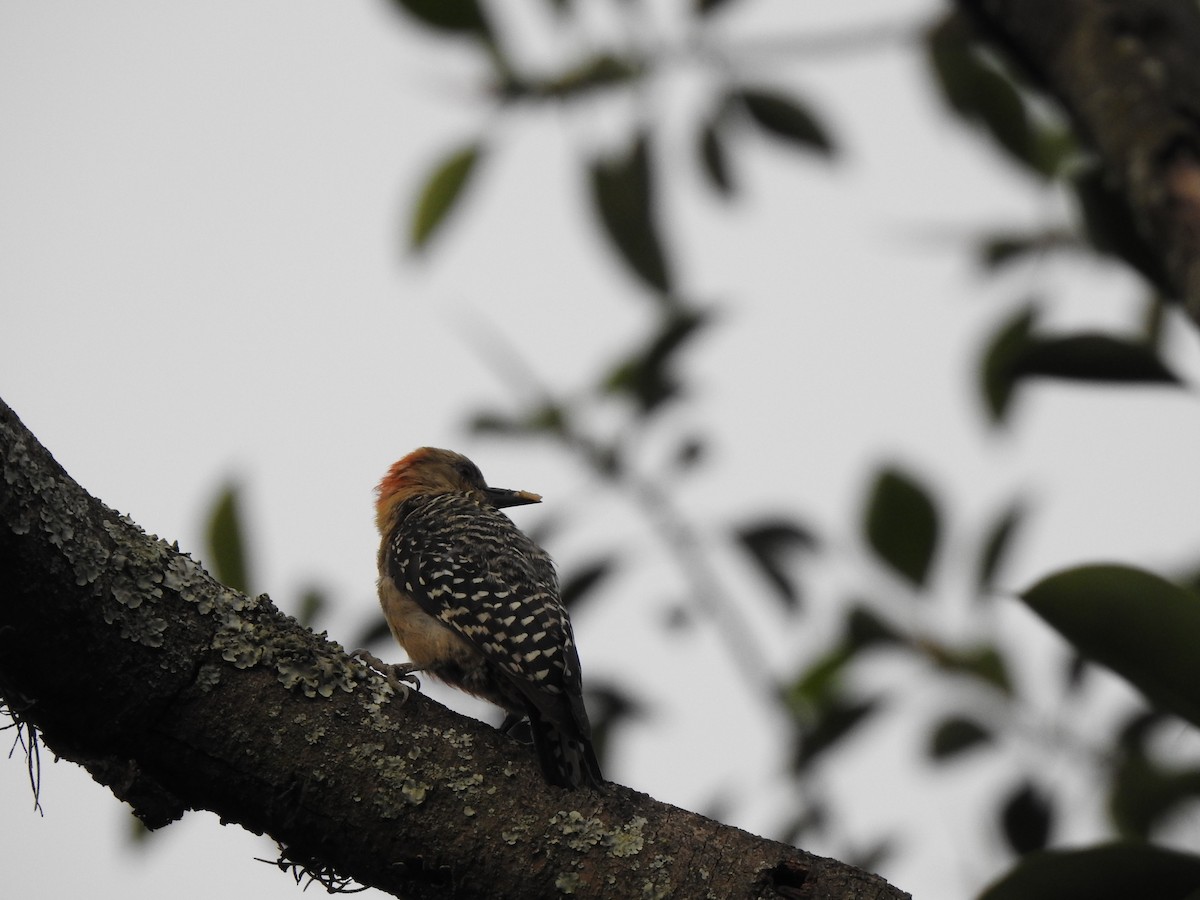 Red-crowned Woodpecker - ML453506531