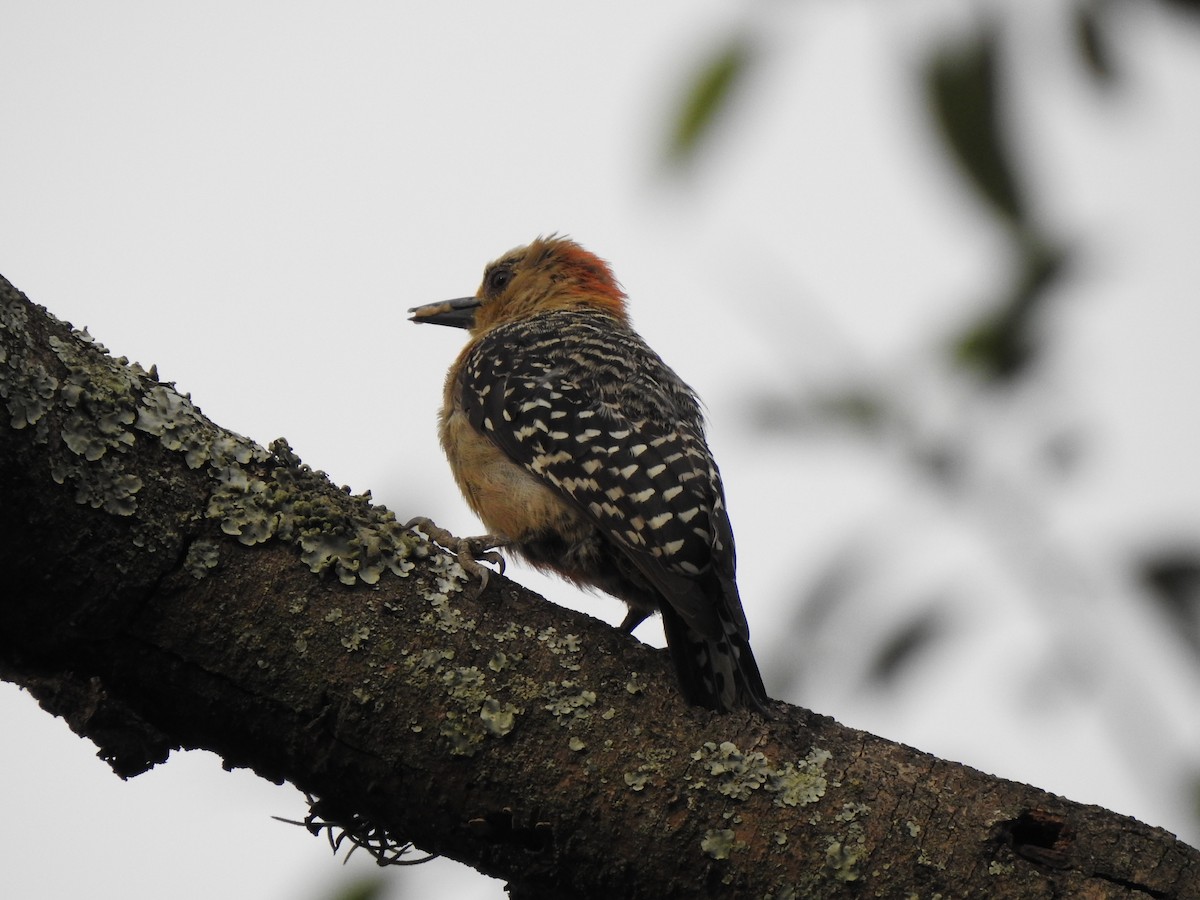 Red-crowned Woodpecker - ML453506541