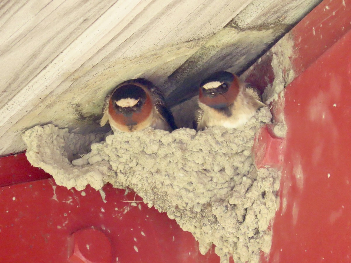 Cliff Swallow - ML453506551